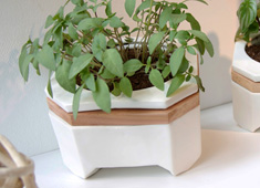 Horticulture Therapy