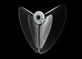 nDoo - Supplementary Immune Gadget by Patrick Gunther ::Continue Reading >>