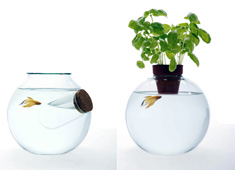 Fish Bowls Galore