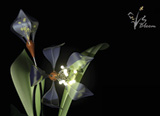 Blooming Lights