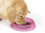 Eat Better and Drink Better Review for Doggies