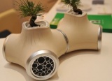 Oh Little Bonsai, You Like My Music?