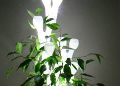 IVY, The Organic Lamp Shade
