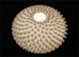 A Lamp For The Trophy Sea Anemone Hunter