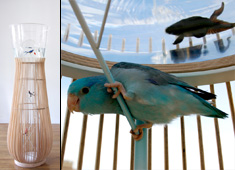 Birds Underwater and Fish That Fly?