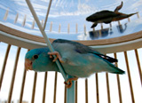 Birds Underwater and Fish That Fly?