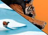 Paris Hilton Eaten by Bullet-Proof Tiger
