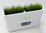 Grass Patch That Tells The Time