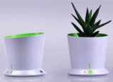 Thirsty Plants Demand Attention