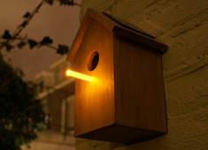 Even Birds Are Going Green