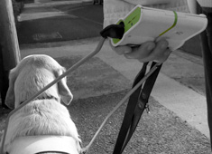 GPS Guided Dog