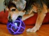 Busy Buddy Kibble Nibble Review