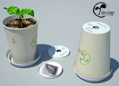 Coffee Cup Plant