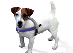 Dogs and Cats on the Internet