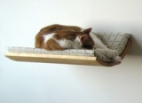 Where I Might Stash a Cat