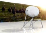 Sit On An Ostrich Or Something Like It