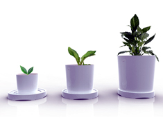 Growing Pot