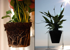 Glass Flower Pot