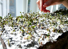 Urban Seeds for Story Planting