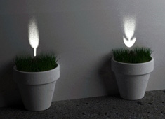 Plants of Light