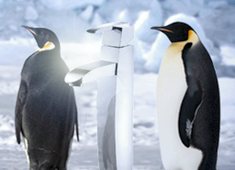 Like a Penguin