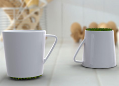 Patch of Coffee Green