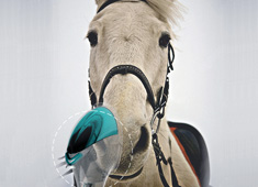 Humane Veterinarian Solution