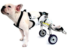 A Dog's Best Friend