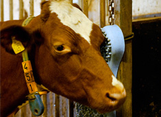 Happy Moos!