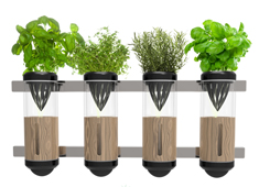 Hydroponics at Home