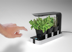 No Green Thumb Needed