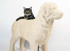 A Dog Your Cat Will Love