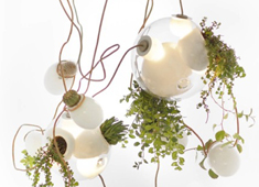 Glowing Gardens