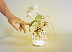 Home-Grown Lighting