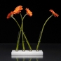 adaptationvases