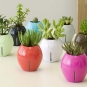 babygrobal_pot