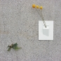 flower_in_flat