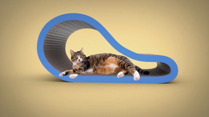 Because cats are our masters