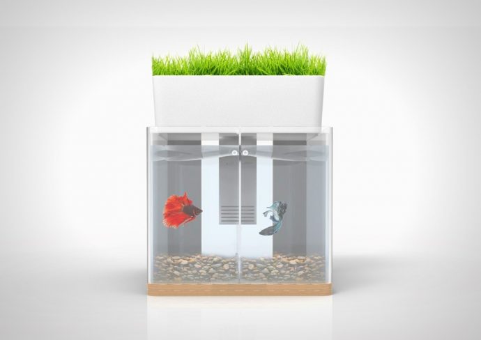 Aquarium or Terrarium?!