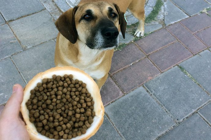 A DIY Edible Dog Bowl (With Instructions!)