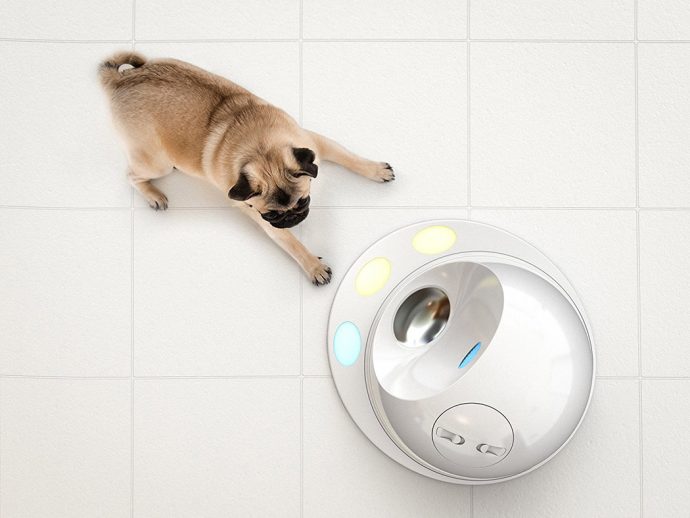 Brain Games for Dogs!