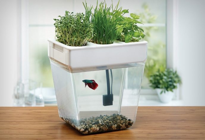 Fish feeds plant feeds fish