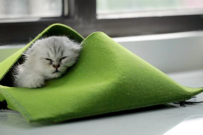 Putting the Meow in Homeownership
