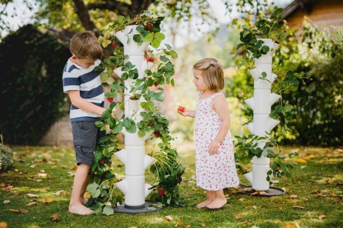 The World’s First Strawberry Tree?!