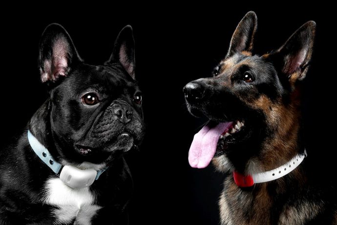 A Durable Monitor for Our Four-Legged Friends