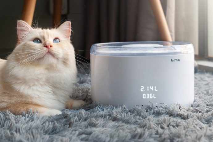 A Healthy Cat, Is a Happy Cat