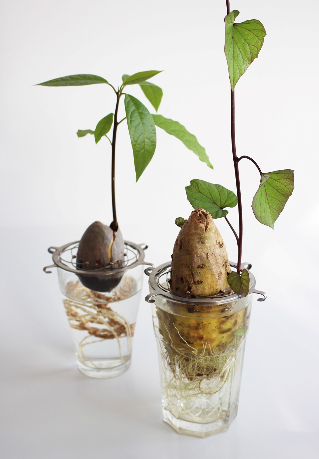 Here’s an Innovative Little Grip That Helps You Easily Sprout Avocado Seeds Yanko Design