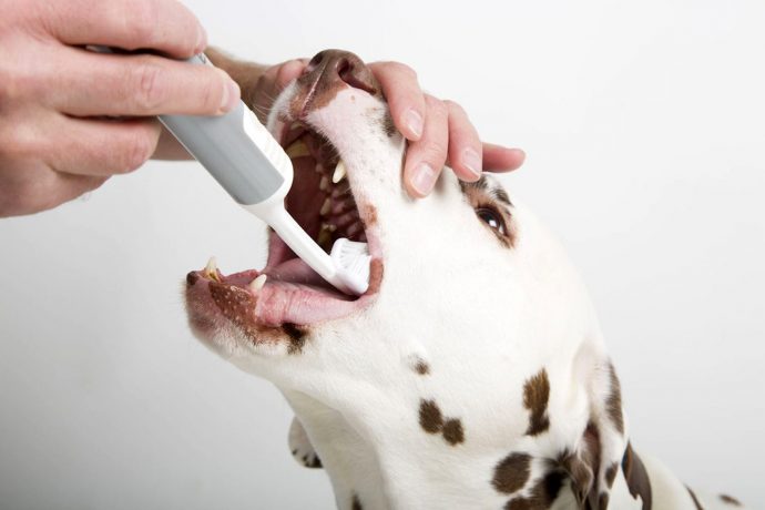 An ultrasound-enabled dog toothbrush to help maintain your pet’s dental hygiene!