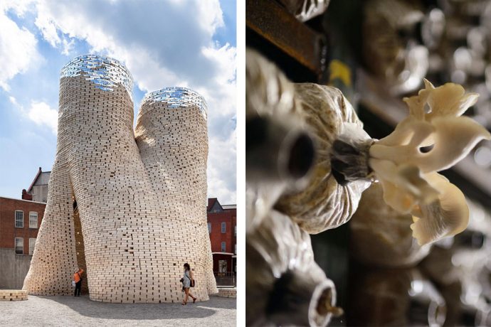 NASA plans to use mushrooms to build sustainable housing on Mars like this one!