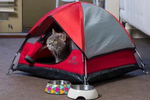 Go glamping with your cats in this mini tent!